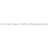 Nei Endonuclease VIII Like Protein 3 (NEIL3) Polyclonal Antibody (Mouse), HRP